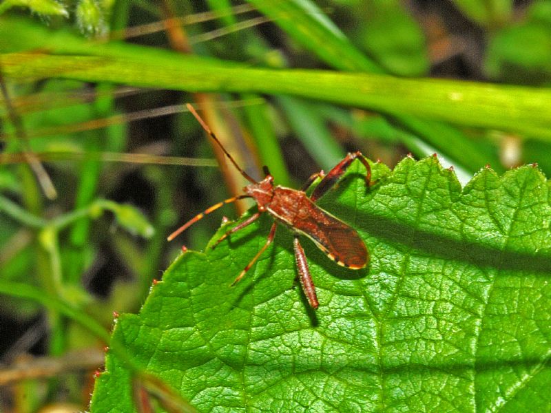 Alydidae: Camptopus lateralis